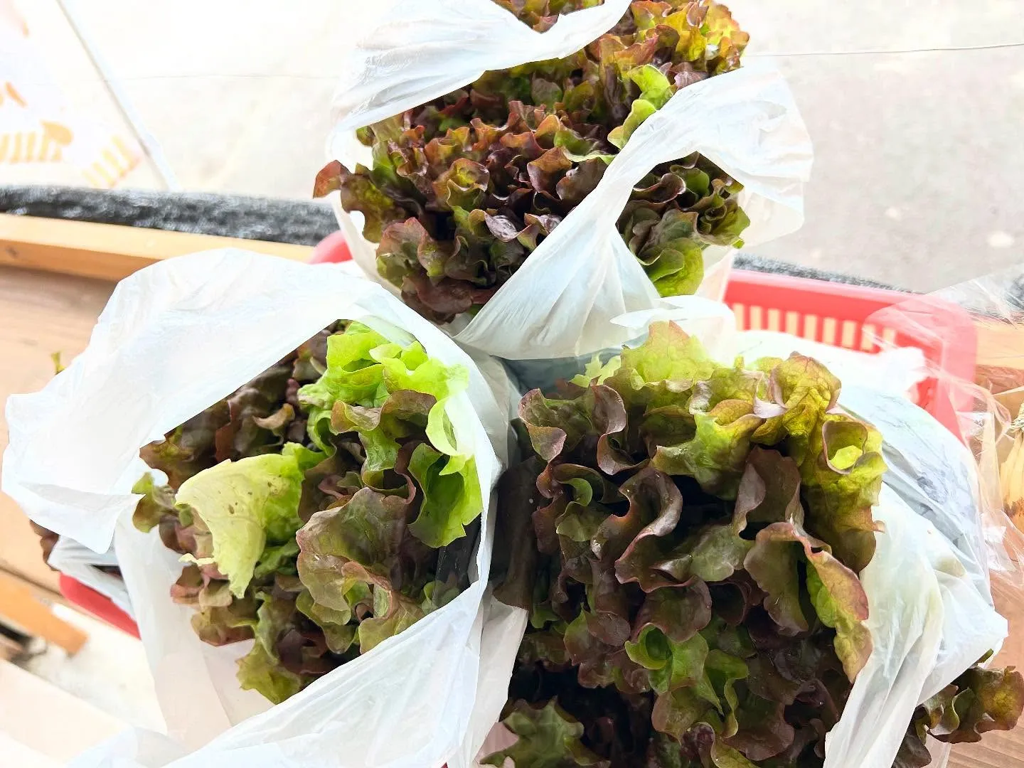 〜『 レタス🥬』『 玉ねぎ🧅』販売中〜