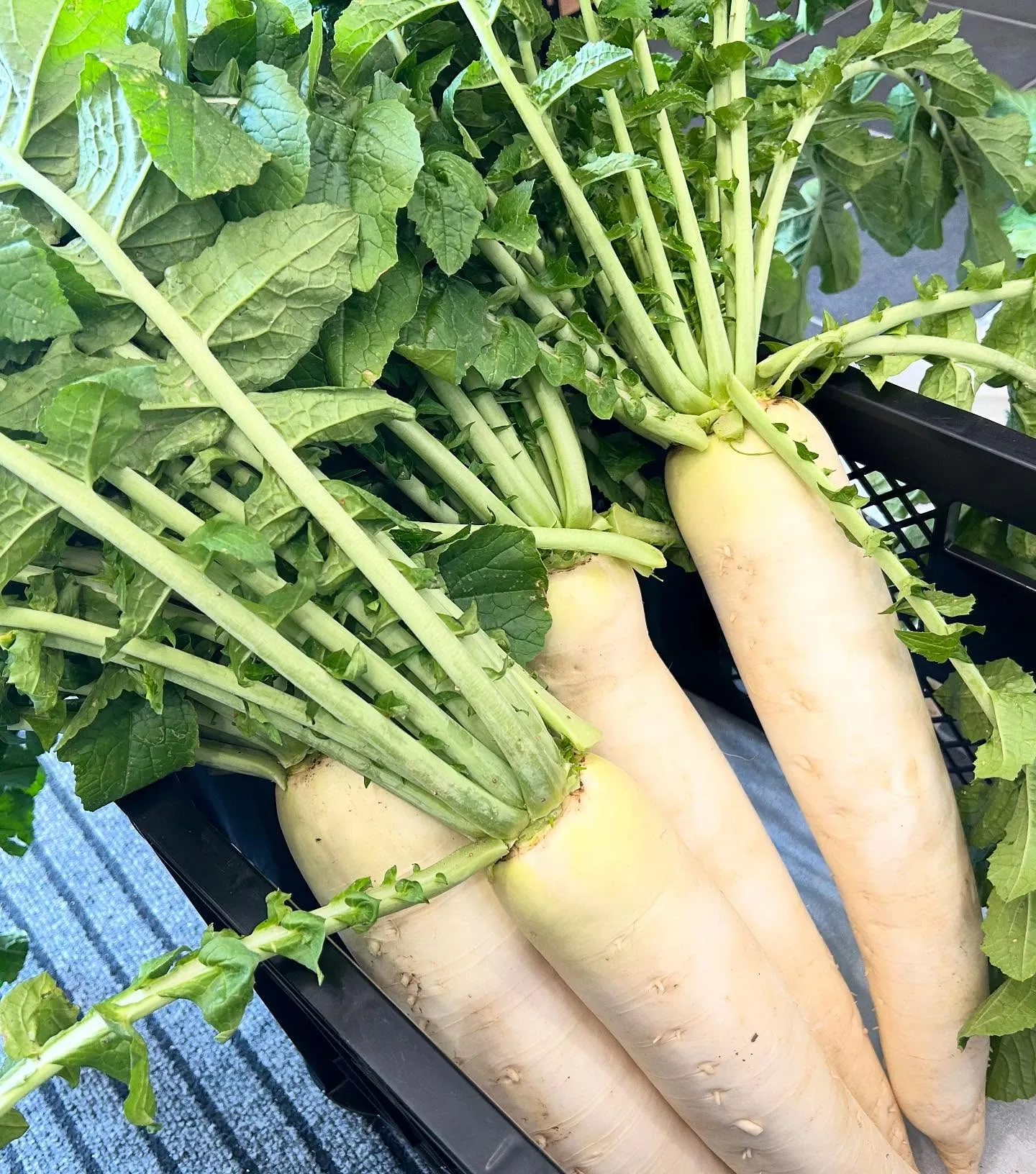 お野菜追加で入荷しております✨️