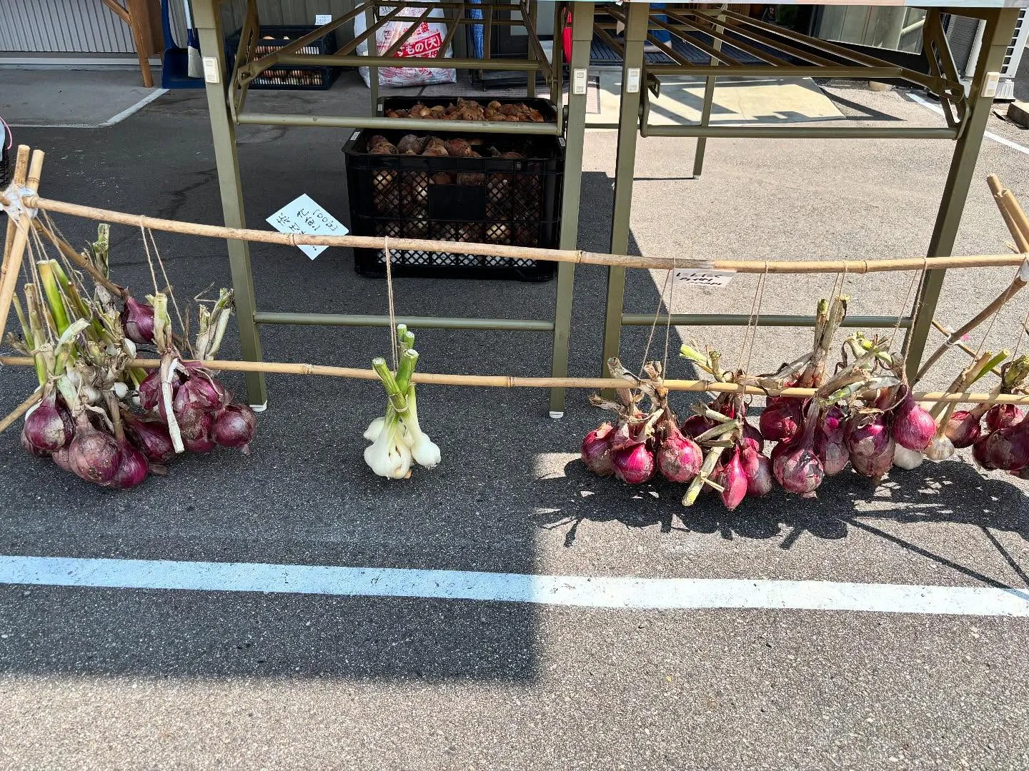 【出店の紹介】野菜販売