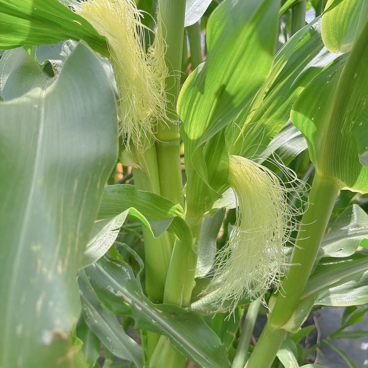 畑でいろんな夏野菜を育ててますよ！🌞