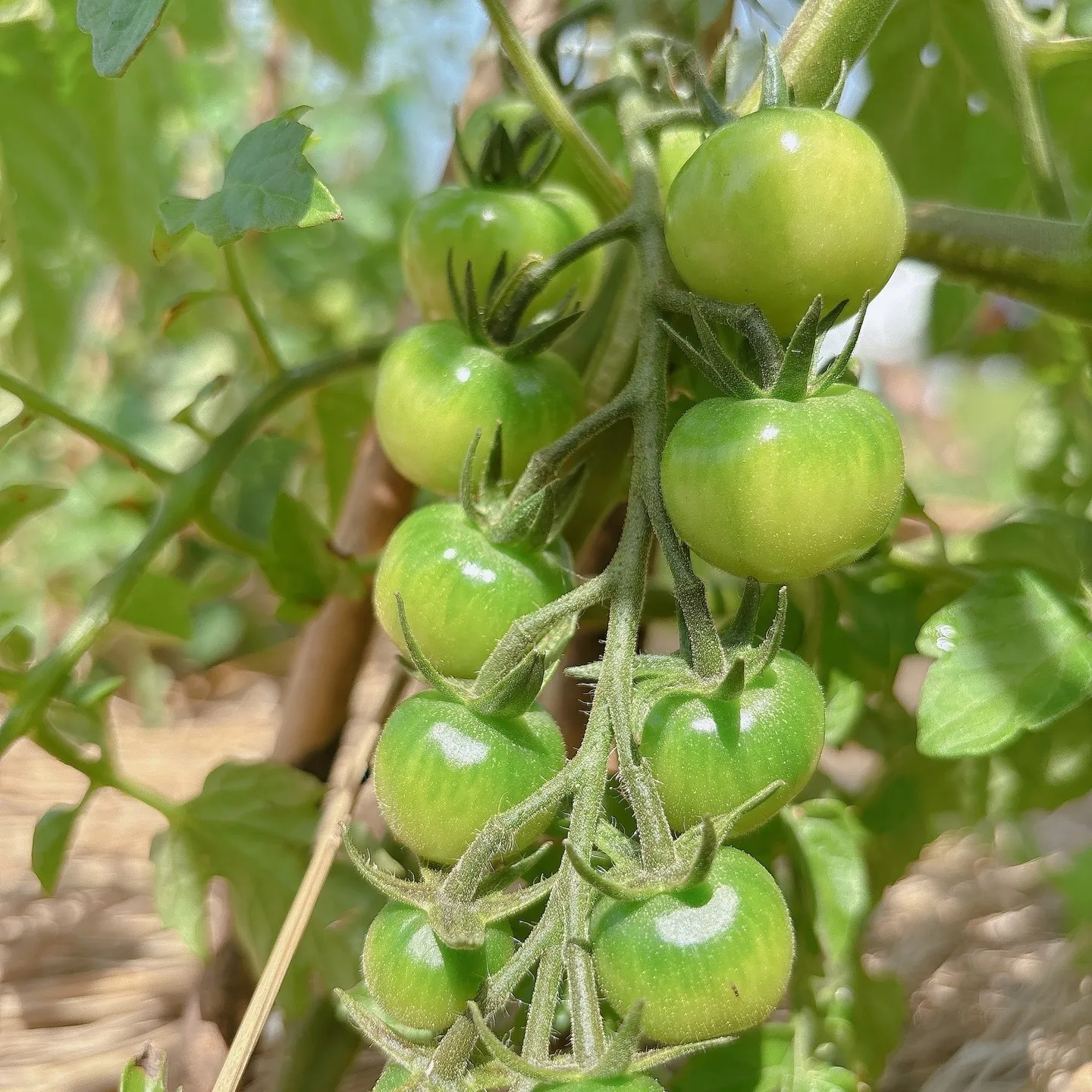 畑でいろんな夏野菜を育ててますよ！🌞