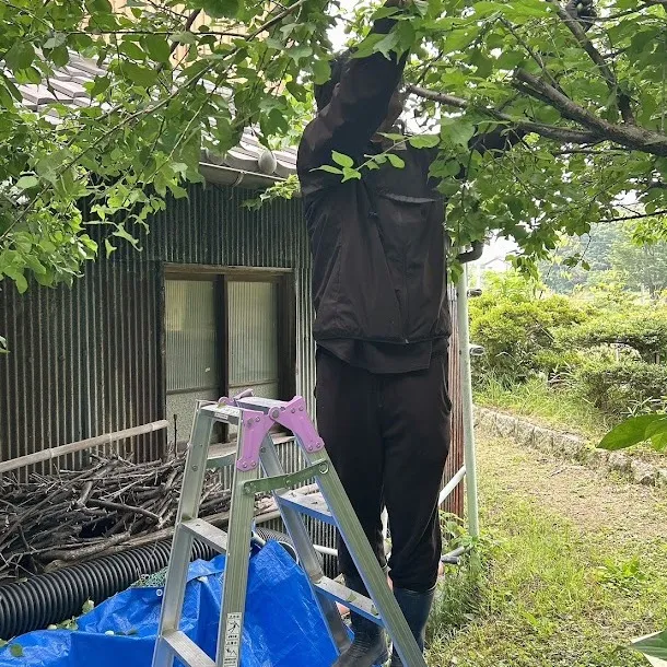 梅の季節がやってきました！🌸今日は、愛知県知多産の新鮮な梅を...