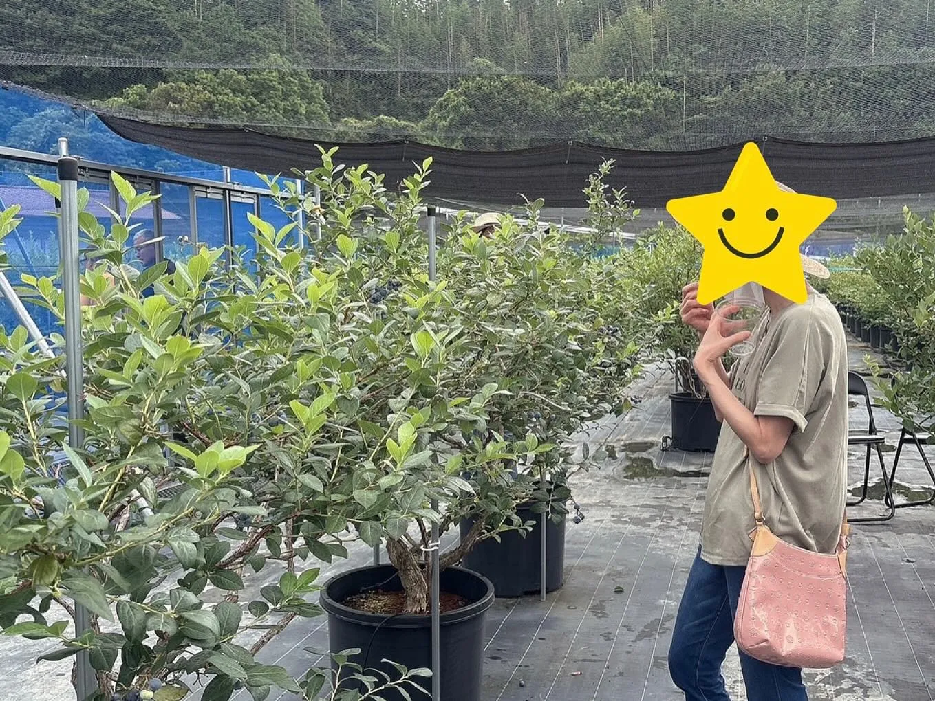 アンセムナゴヤのみんなで美浜にあるブルーベリー狩りに行ってき...