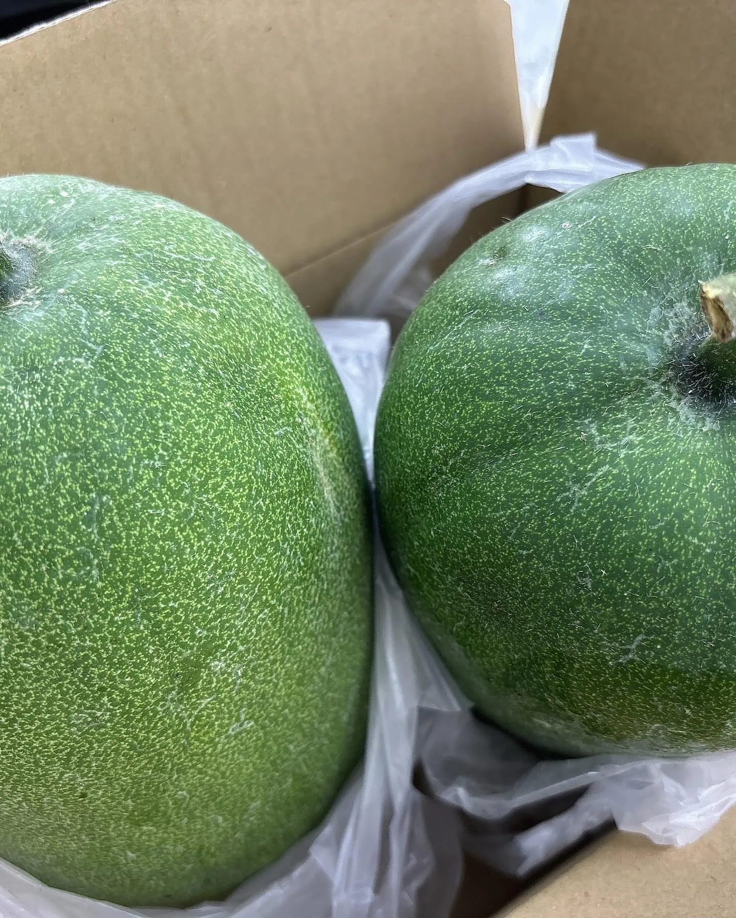 〜アンセム本日の入荷商品🌟〜