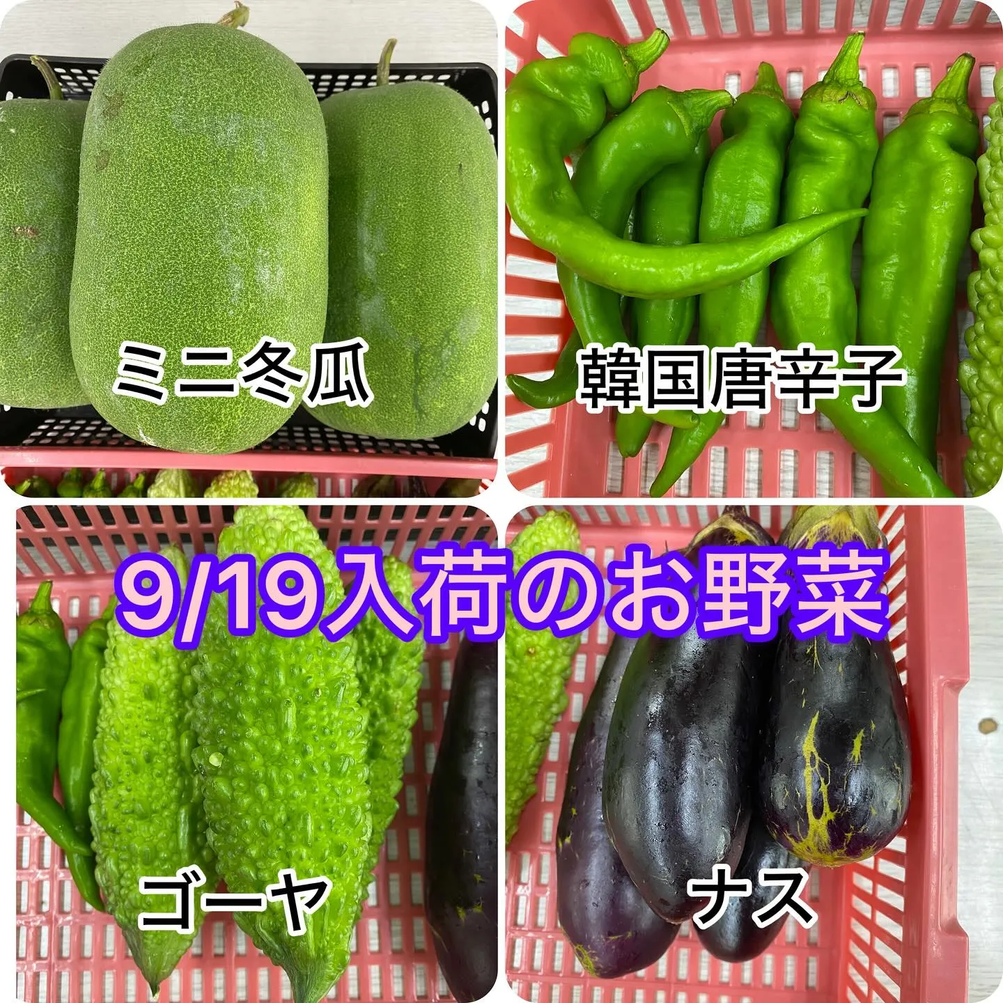 〜アンセム本日の入荷商品🌟〜