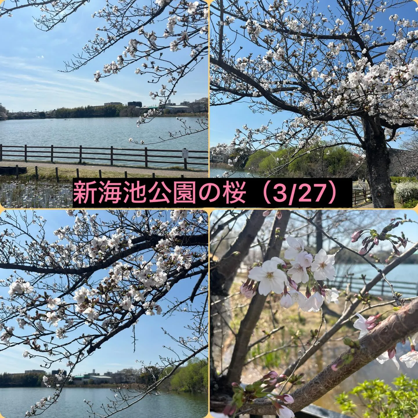 アンセムナゴヤの3月のレクレーションはお花見&ランチ会へ行っ...