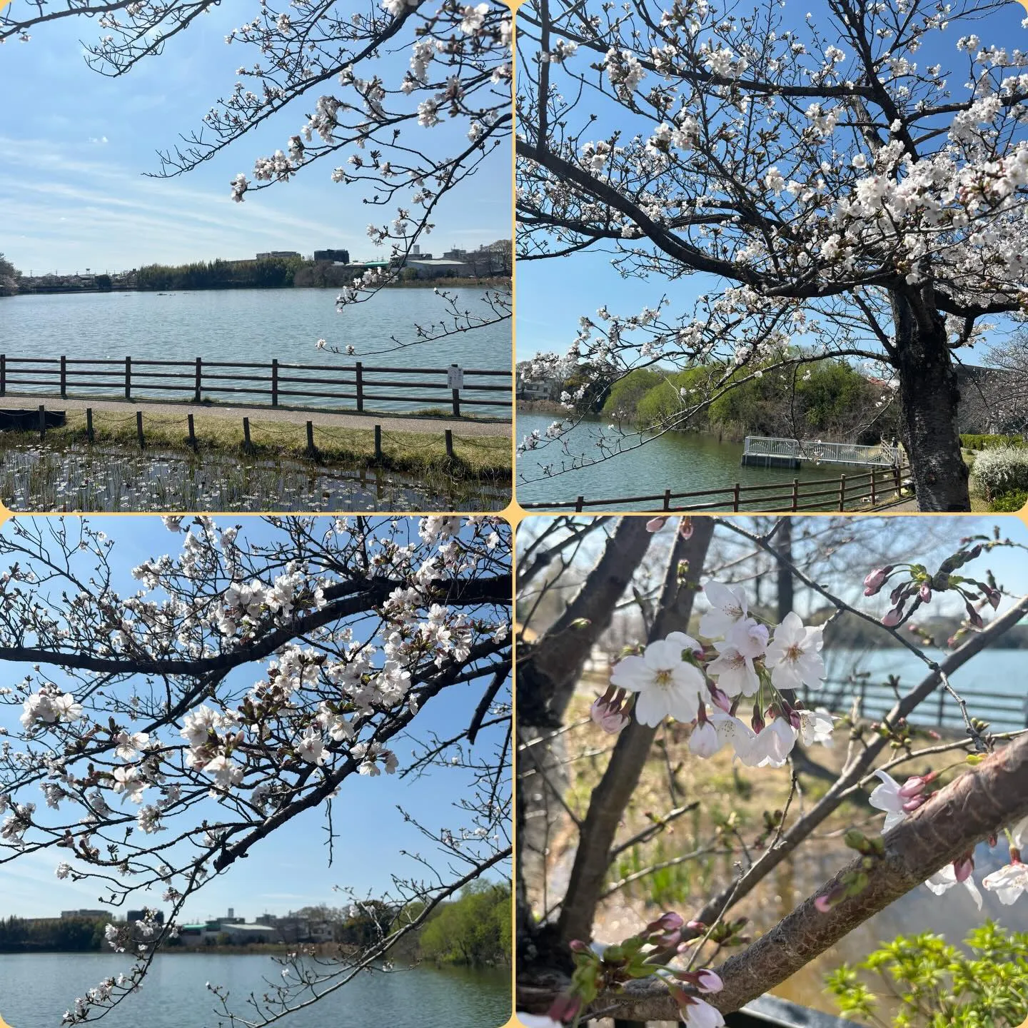 アンセムナゴヤの3月のレクレーションはお花見&ランチ会へ行っ...